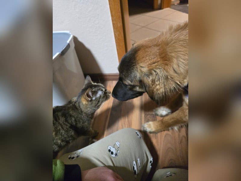 Junghündin Lia – neugieriges Hundemädchen sucht ein liebevolles Zuhause