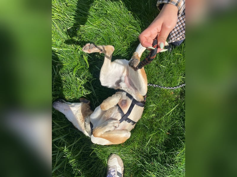 Unkomplizierter, fitter 8J. Familienhund, gepflegt, stubenrein, kastr.