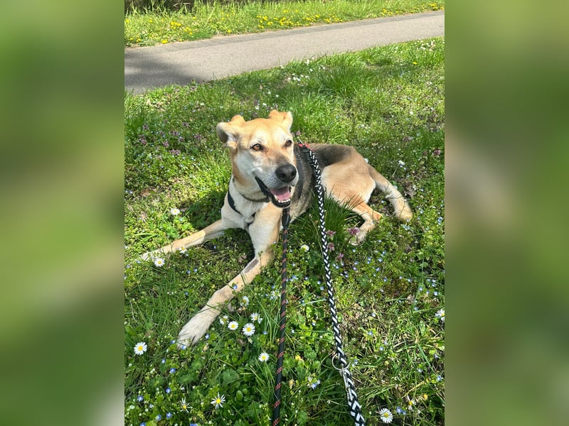 Unkomplizierter, fitter 8J. Familienhund, gepflegt, stubenrein, kastr.