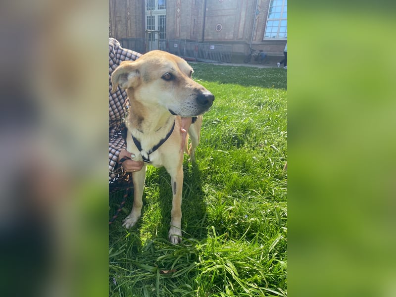 Unkomplizierter, fitter 8J. Familienhund, gepflegt, stubenrein, kastr.