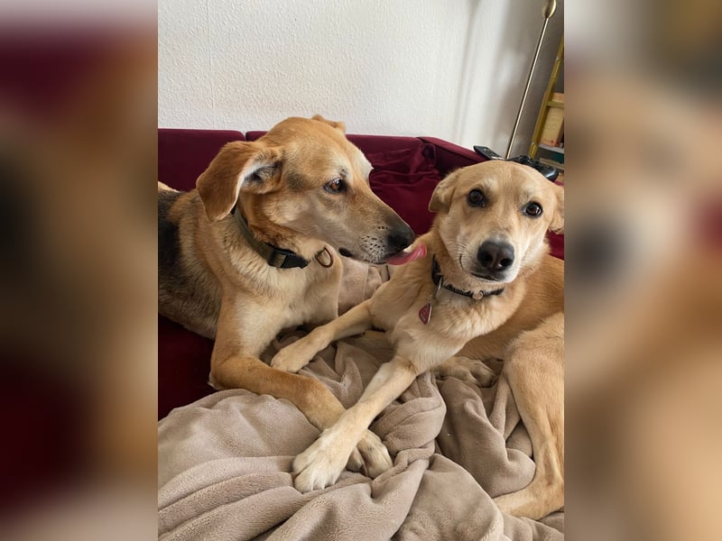 Unkomplizierter, fitter 8J. Familienhund, gepflegt, stubenrein, kastr.