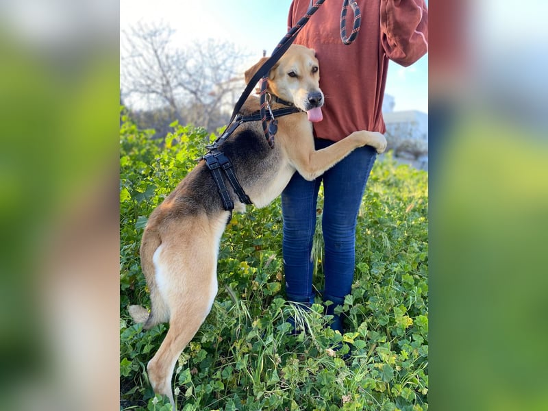 Unkomplizierter, fitter 8J. Familienhund, gepflegt, stubenrein, kastr.