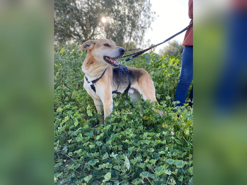 Unkomplizierter, fitter 8J. Familienhund, gepflegt, stubenrein, kastr.