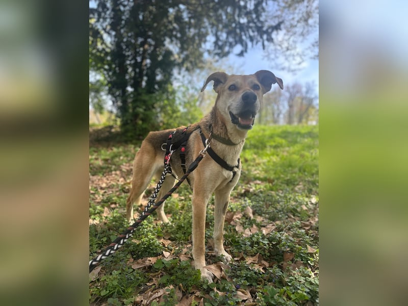 Unkomplizierter, fitter 8J. Familienhund, gepflegt, stubenrein, kastr.