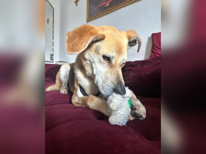 Unkomplizierter, fitter 8J. Familienhund, gepflegt, stubenrein, kastr.