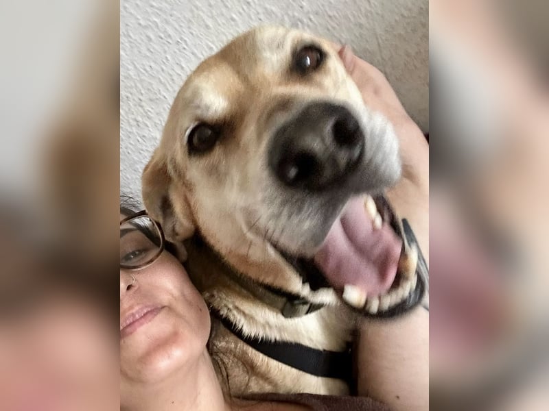 Unkomplizierter, fitter 8J. Familienhund, gepflegt, stubenrein, kastr.