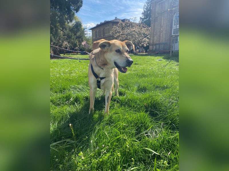 Unkomplizierter, fitter 8J. Familienhund, gepflegt, stubenrein, kastr.