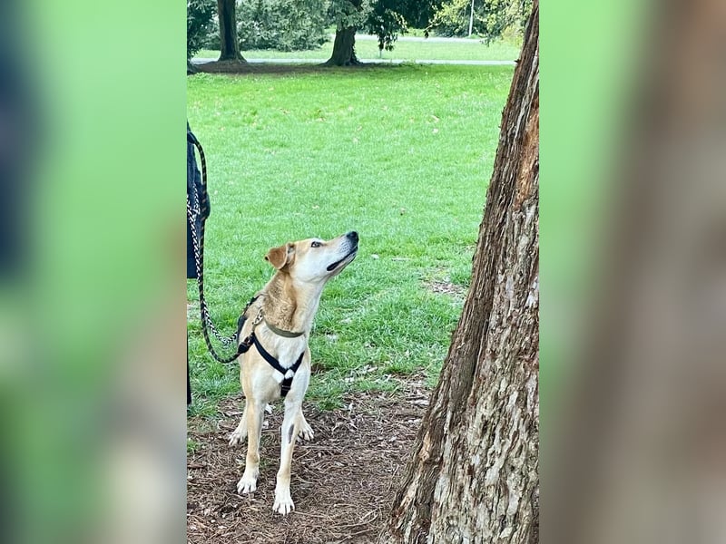 Unkomplizierter, fitter 8J. Familienhund, gepflegt, stubenrein, kastr.