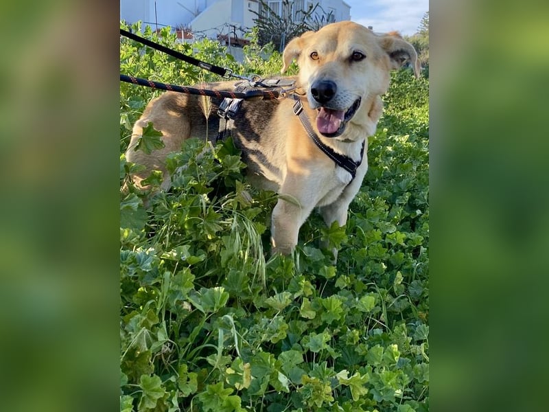 Unkomplizierter, fitter 8J. Familienhund, gepflegt, stubenrein, kastr.