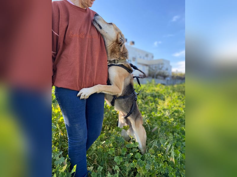 Unkomplizierter, fitter 8J. Familienhund, gepflegt, stubenrein, kastr.