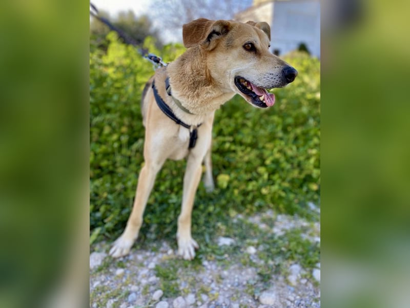 Unkomplizierter, fitter 8J. Familienhund, gepflegt, stubenrein, kastr.