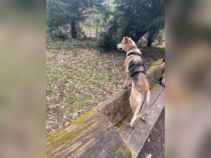 Unkomplizierter, fitter 8J. Familienhund, gepflegt, stubenrein, kastr.