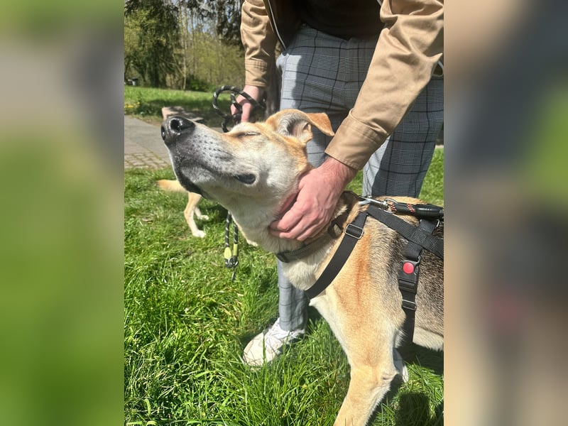 Unkomplizierter, fitter 8J. Familienhund, gepflegt, stubenrein, kastr.