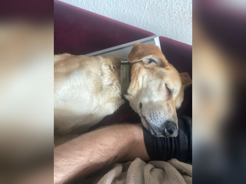 Unkomplizierter, fitter 8J. Familienhund, gepflegt, stubenrein, kastr.