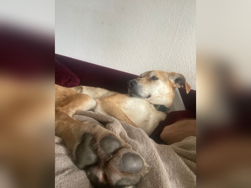 Unkomplizierter, fitter 8J. Familienhund, gepflegt, stubenrein, kastr.