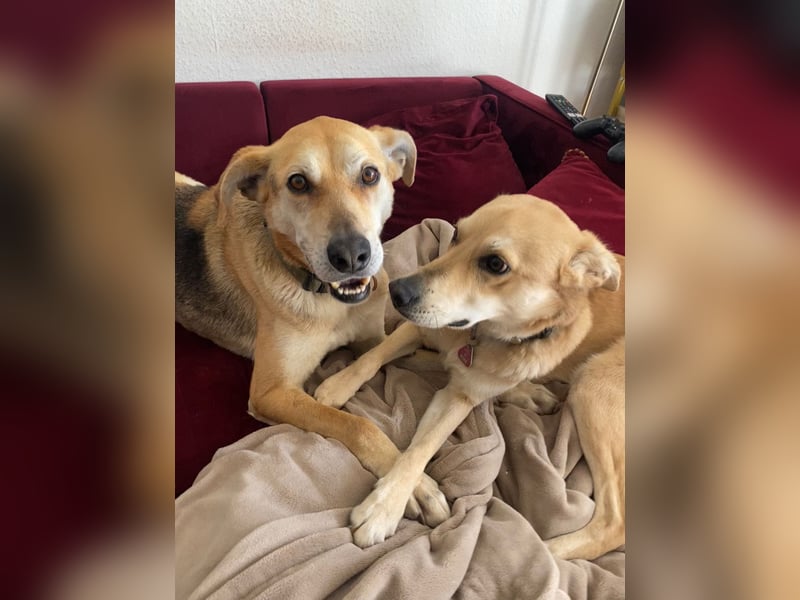 Unkomplizierter, fitter 8J. Familienhund, gepflegt, stubenrein, kastr.