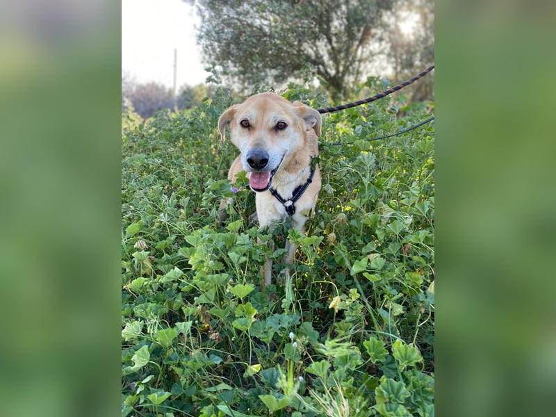 Unkomplizierter, fitter 8J. Familienhund, gepflegt, stubenrein, kastr.