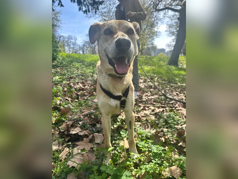 Unkomplizierter, fitter 8J. Familienhund, gepflegt, stubenrein, kastr.