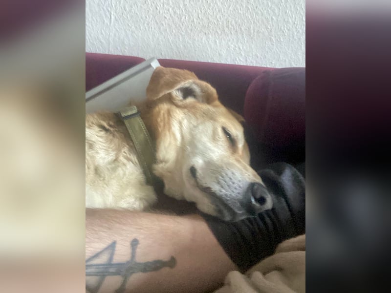 Unkomplizierter, fitter 8J. Familienhund, gepflegt, stubenrein, kastr.