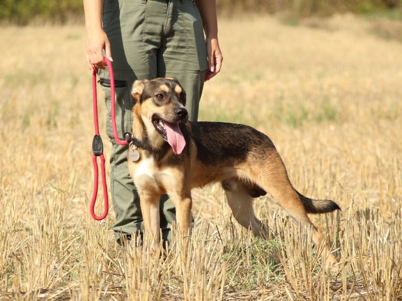 Aki - Verloren, gerettet, verlassen...