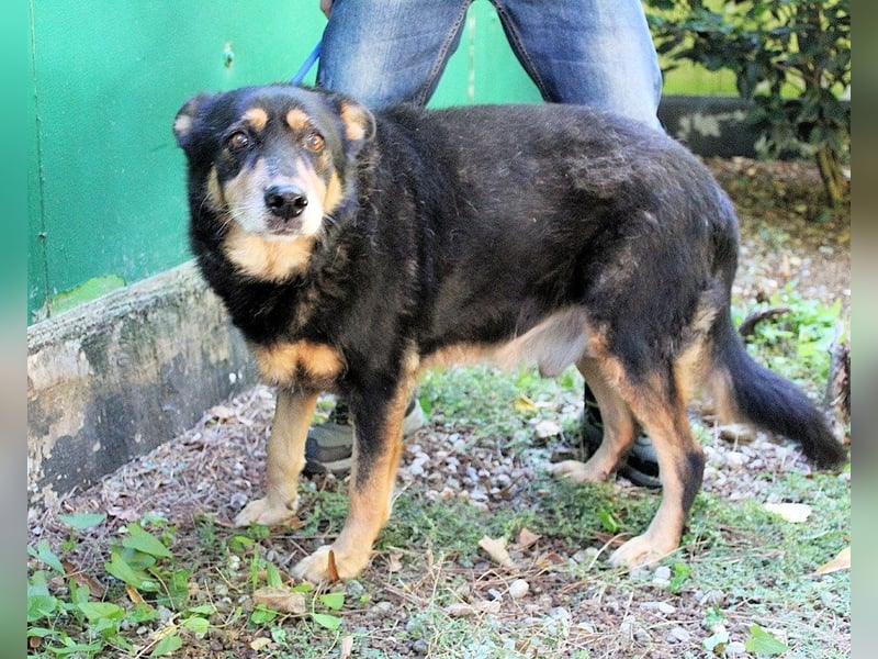 Carryllo - Der Hund eines Schäfers....