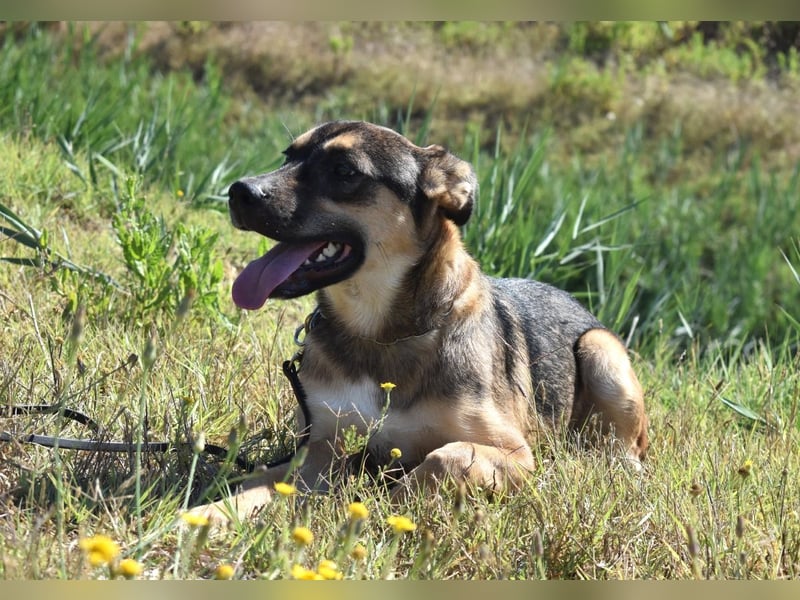 Aki - Verloren, gerettet, verlassen...