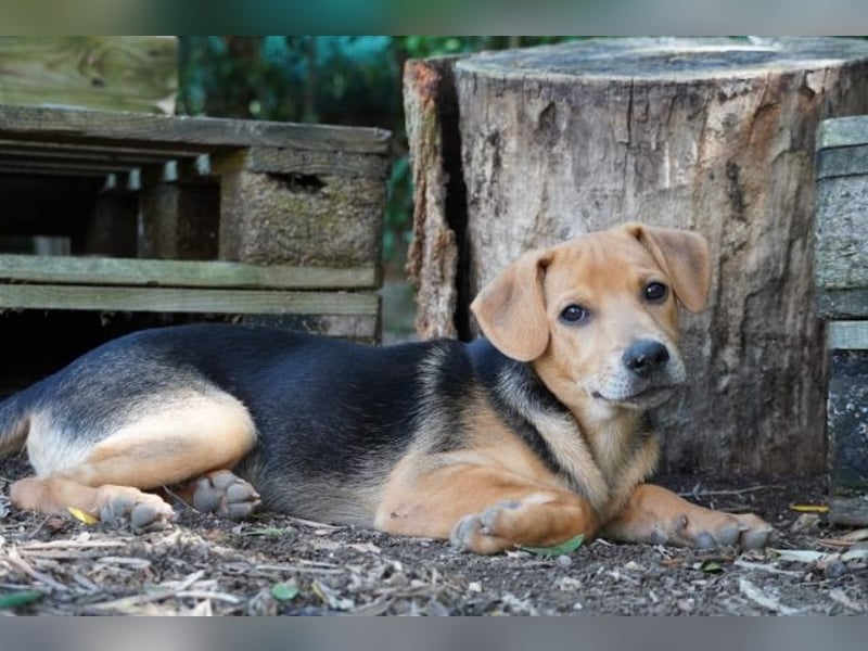 Leone - (Dringend Zuhause oder Pflegestelle gesucht) Wenn Du mich holst, hab ich Dich lieb