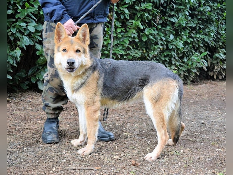 Dahira - Bis dich jemand findet