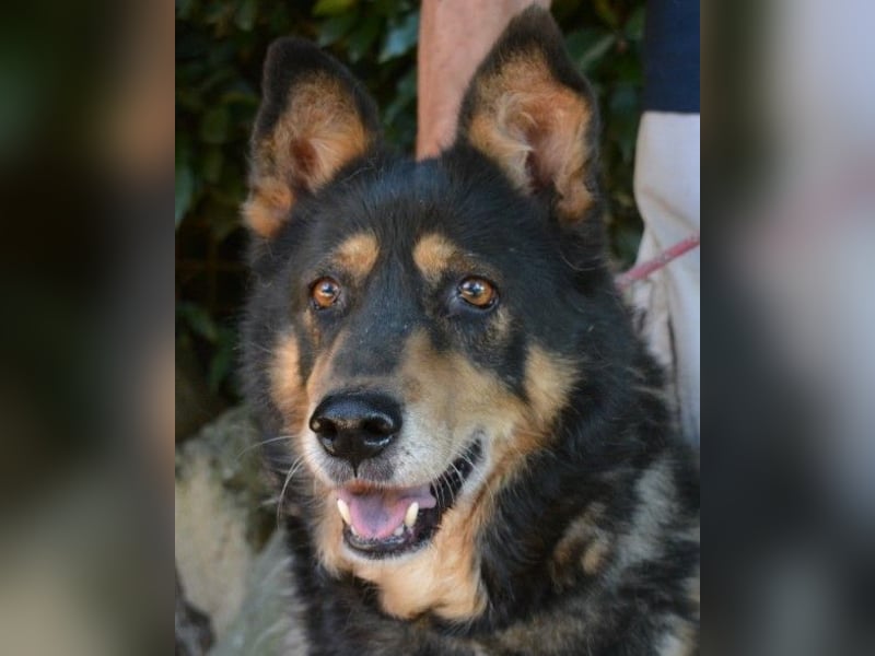 Carryllo - Der Hund eines Schäfers....