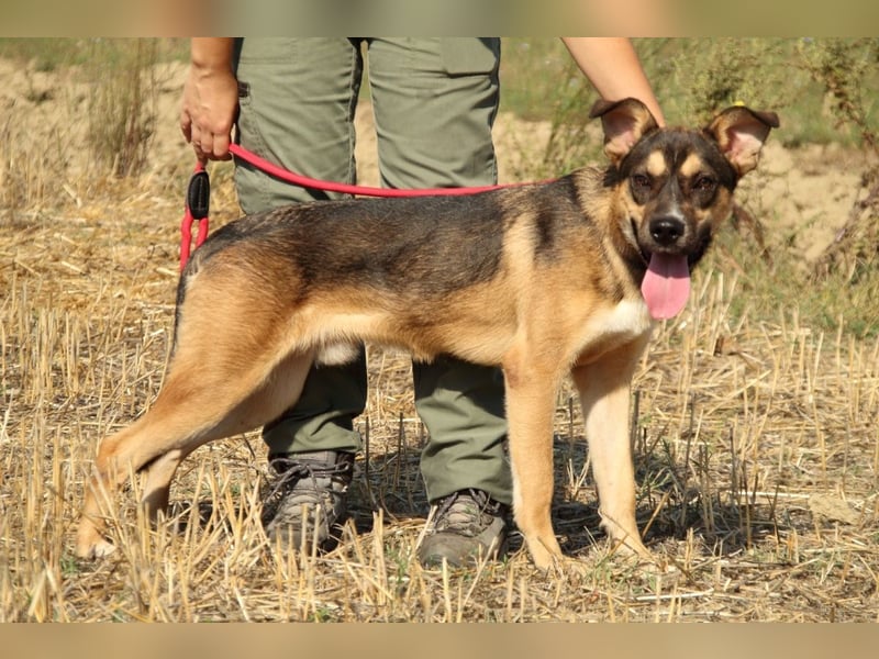 Aki - Verloren, gerettet, verlassen...