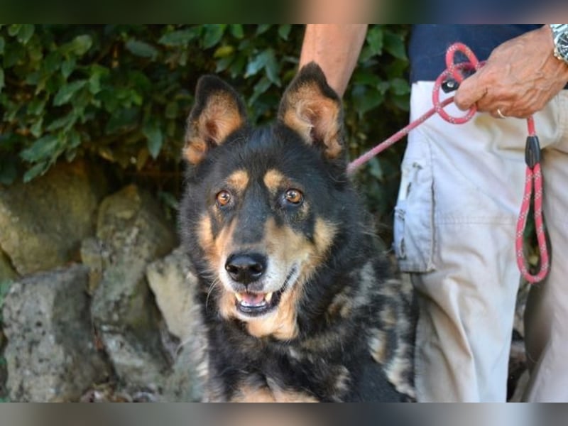 Carryllo - Der Hund eines Schäfers....