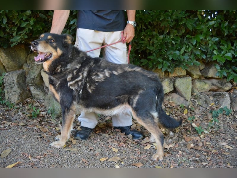 Carryllo - Der Hund eines Schäfers....