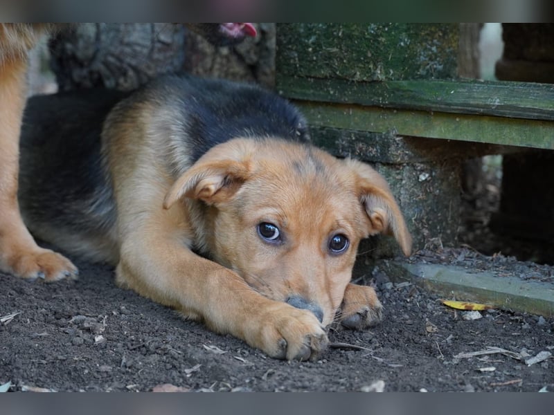 Leda -  Wenn Du mich holst, hab ich Dich lieb