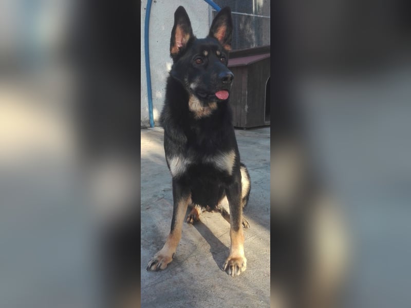 Athena - bittet um eine Chance