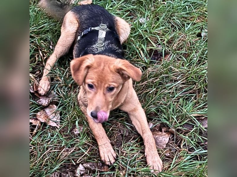 Leda -  Wenn Du mich holst, hab ich Dich lieb