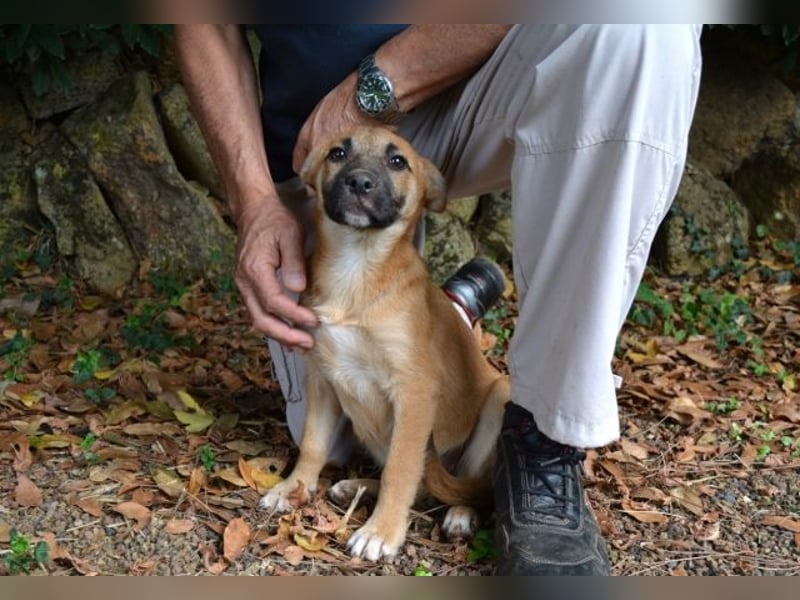 Briarose - Ein bisschen Hundekinderelternwahnsinn ?