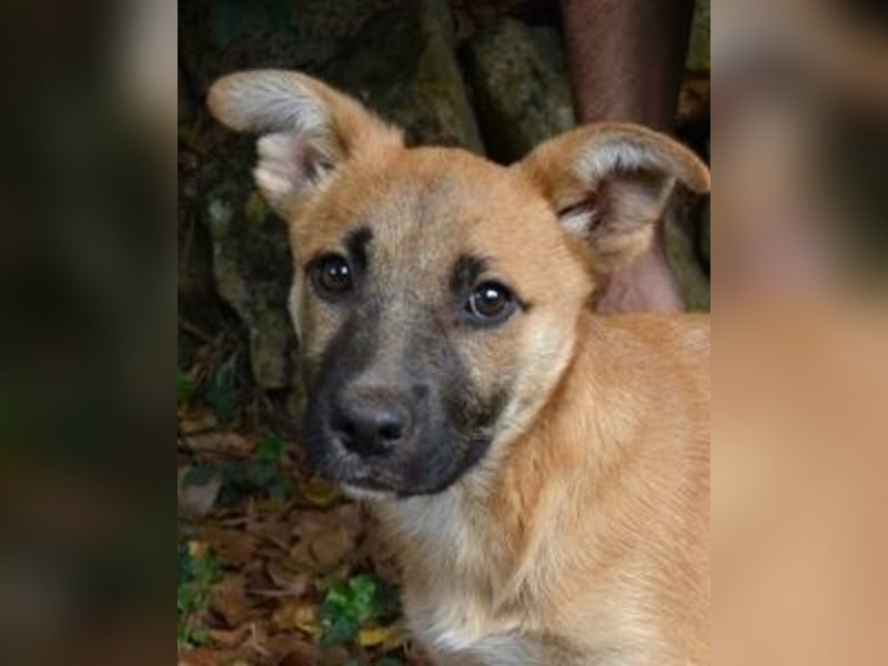 Briarose - Ein bisschen Hundekinderelternwahnsinn ?