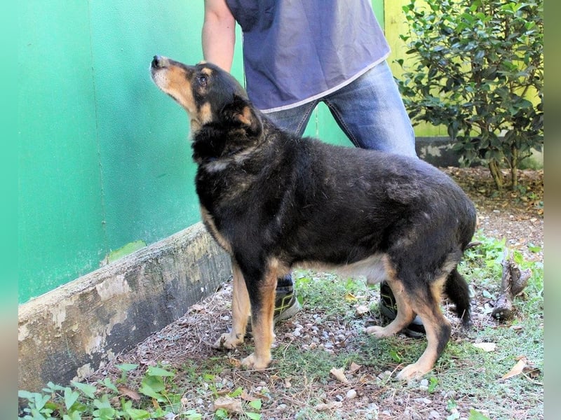 Carryllo - Der Hund eines Schäfers....