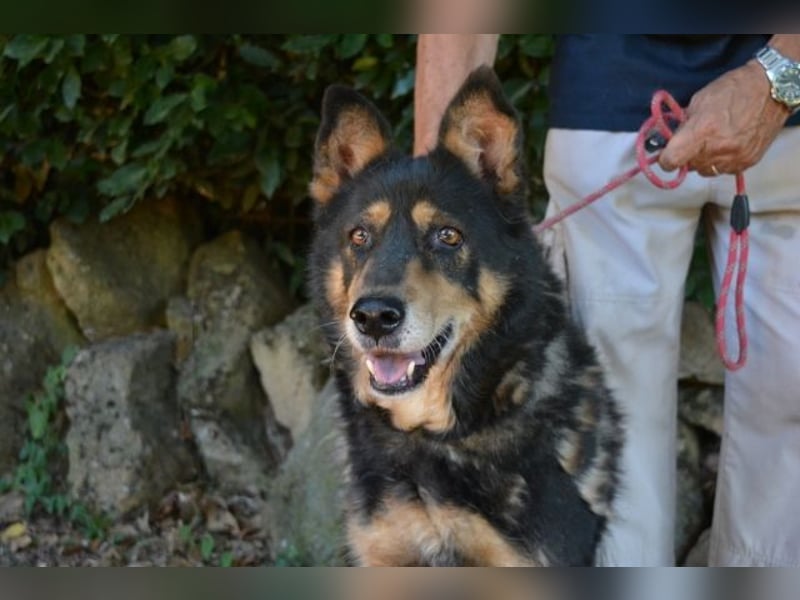 Carryllo - Der Hund eines Schäfers....