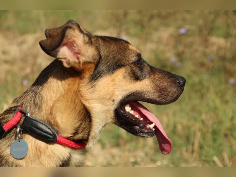 Aki - Verloren, gerettet, verlassen...