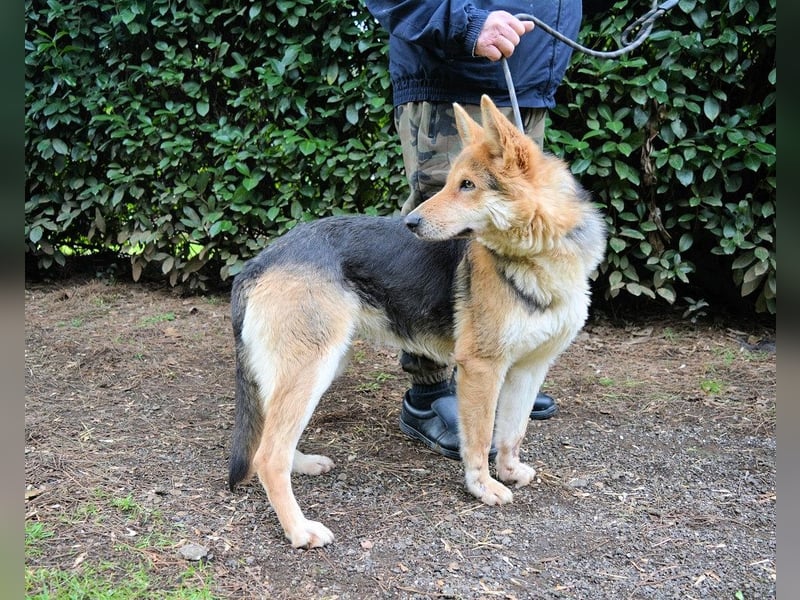 Dahira - Bis dich jemand findet