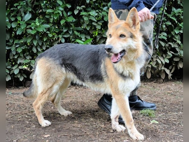 Dahira - Bis dich jemand findet