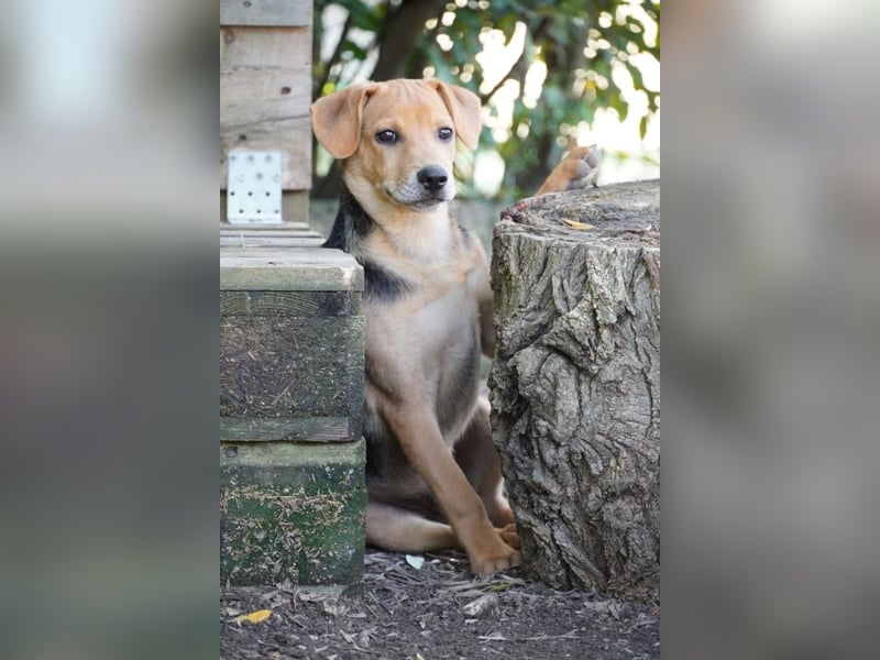 Leone - (Dringend Zuhause oder Pflegestelle gesucht) Wenn Du mich holst, hab ich Dich lieb