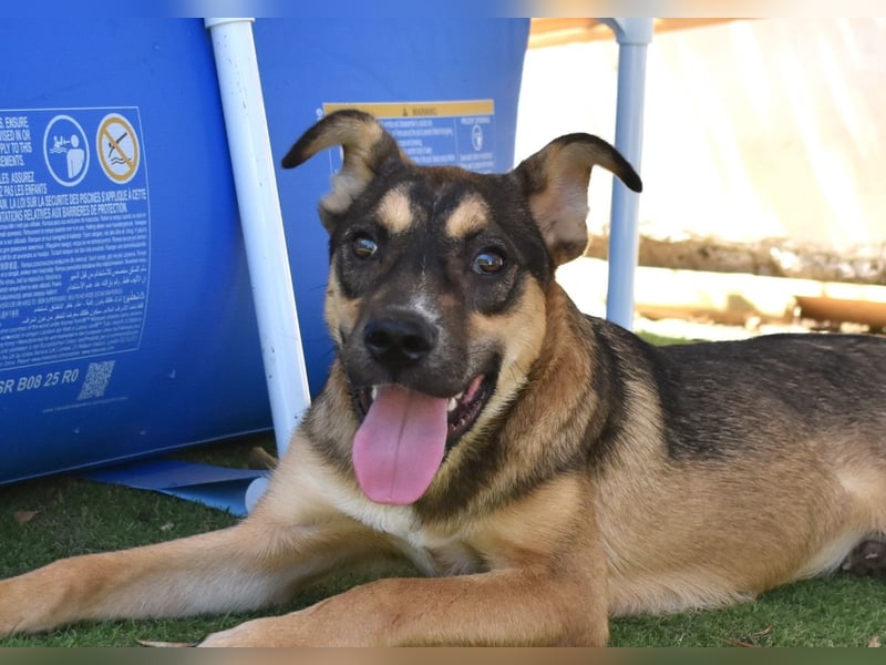 Aki - Verloren, gerettet, verlassen...