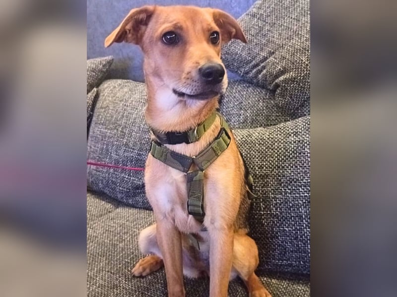 Lea -  Wenn Du mich holst, hab ich Dich lieb