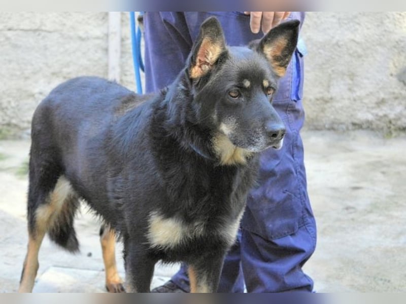 Athena - bittet um eine Chance