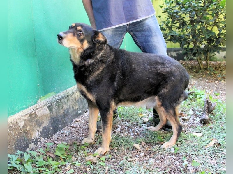 Carryllo - Der Hund eines Schäfers....