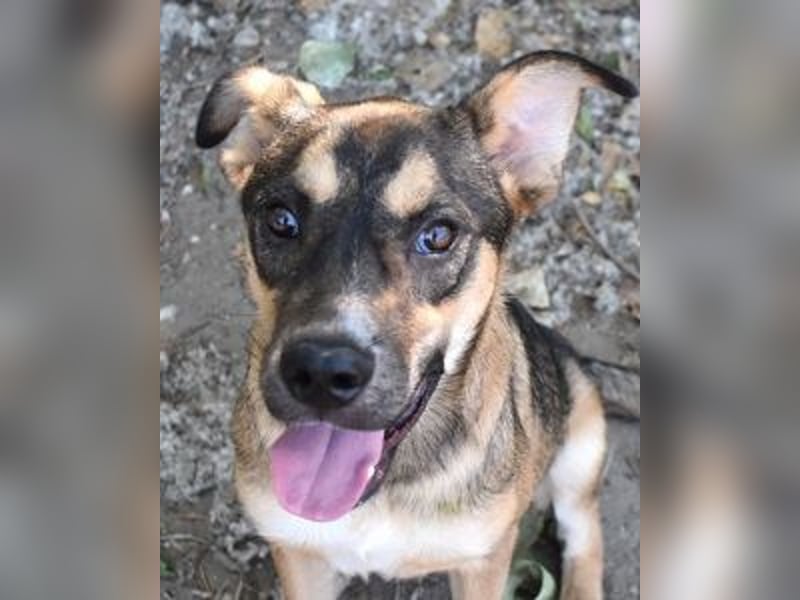 Aki - Verloren, gerettet, verlassen...