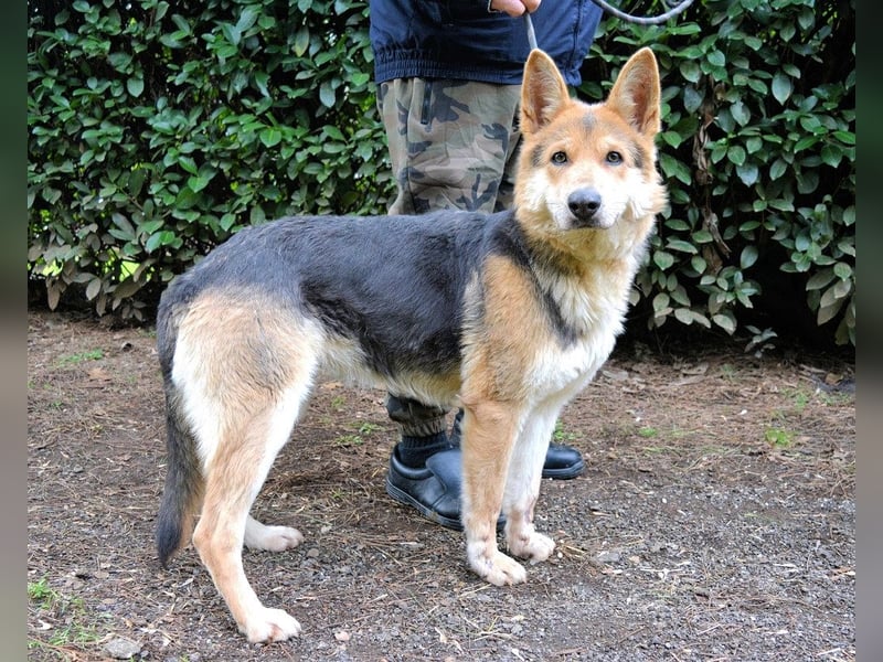 Dahira - Bis dich jemand findet