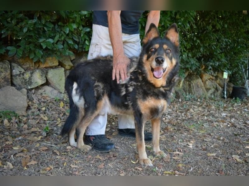 Carryllo - Der Hund eines Schäfers....